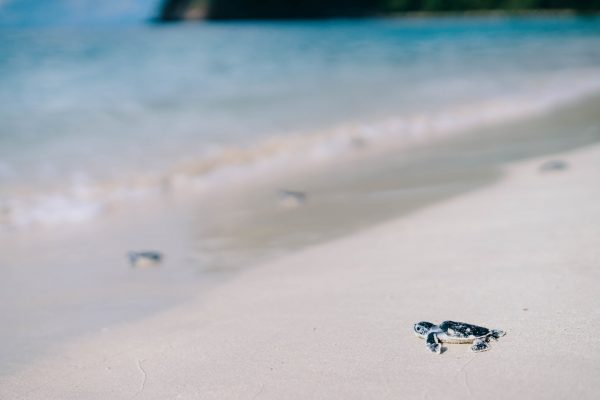 A closeup shot of a small sea turtle on the beach